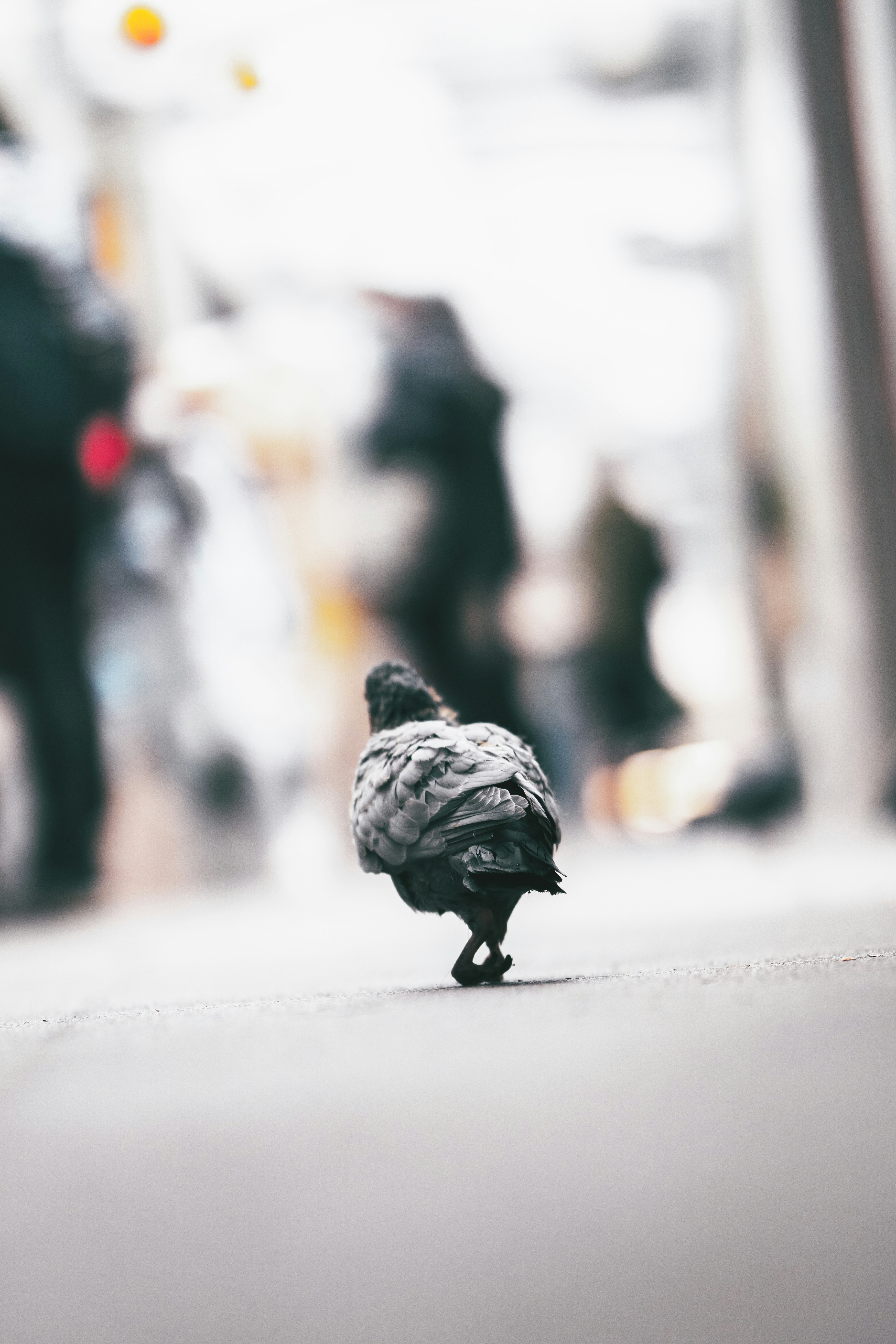 black and white bird on snow covered ground during daytime